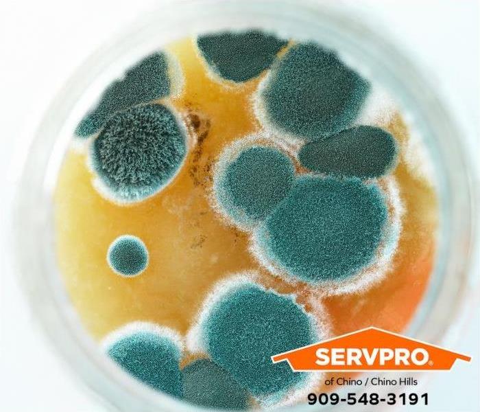 Mold is shown growing in a Petrie dish.
