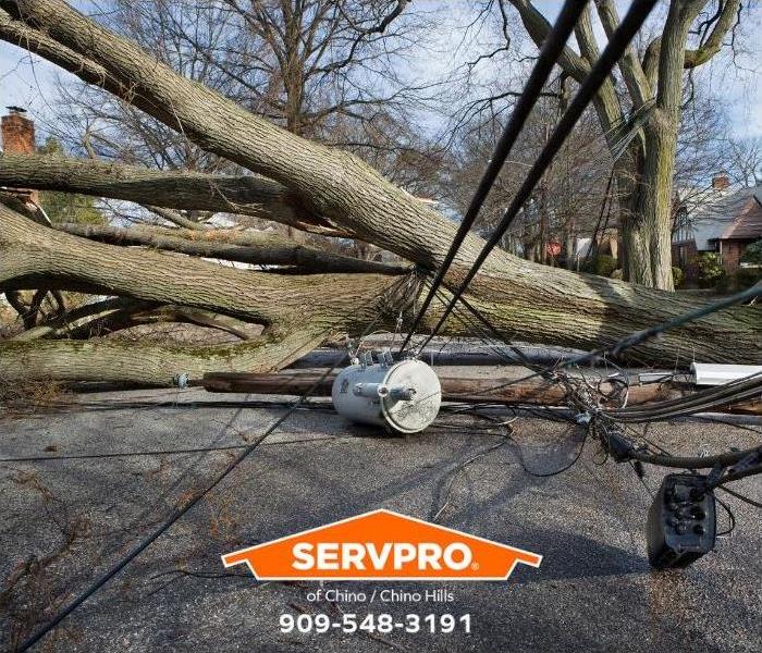A tree and powerlines have fallen during a wind storm.